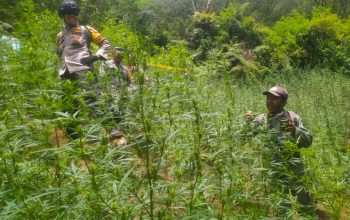 Teknologi Drone Ungkap Ladang Ganja di TNBTS