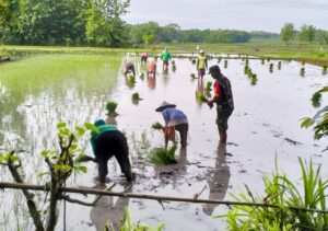 Babinsa Koramil Purwosari Bojonegoro Bantu Petani Tanam Padi
