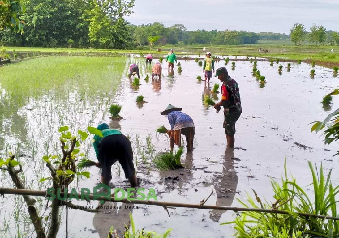 Babinsa Koramil Purwosari Bojonegoro Bantu Petani Tanam Padi