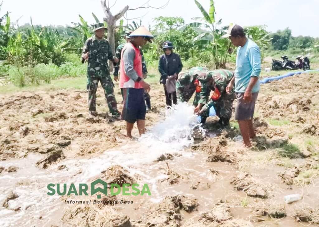 Sukseskan Program Pompanisasi: Babinsa Kodim Bojonegoro Dampingi Petani