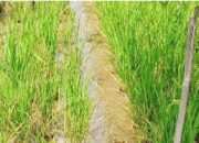 Metode Tanpa Olah Tanah dengan Mulsa Jerami: Solusi untuk Sawah Tadah Hujan