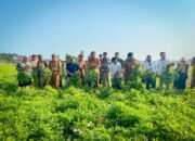 Bupati Tuban Pimpin Panen Raya Kacang Tanah di Desa Cendoro