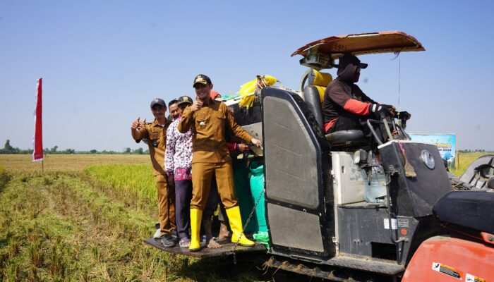 Bupati Tuban Hadiri Panen Raya Padi di Ngadirejo, Rengel