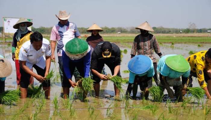 Bupati Tuban Ajak Petani Singgahan Tanam Padi dan Gunakan Pupuk Organik