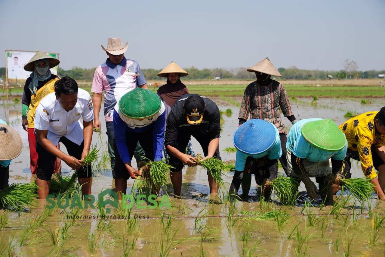 Bupati Tuban Ajak Petani Singgahan Tanam Padi dan Gunakan Pupuk Organik