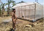 Inovasi Pertanian di Lahan Gersang: Desa Sukodono Sukses Budidayakan Melon di Greenhouse