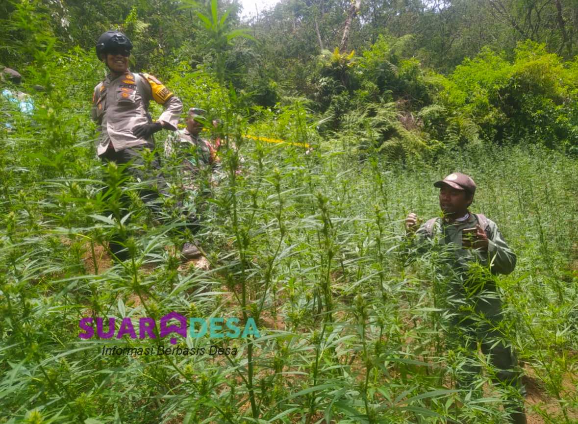 Teknologi Drone Ungkap Ladang Ganja di TNBTS